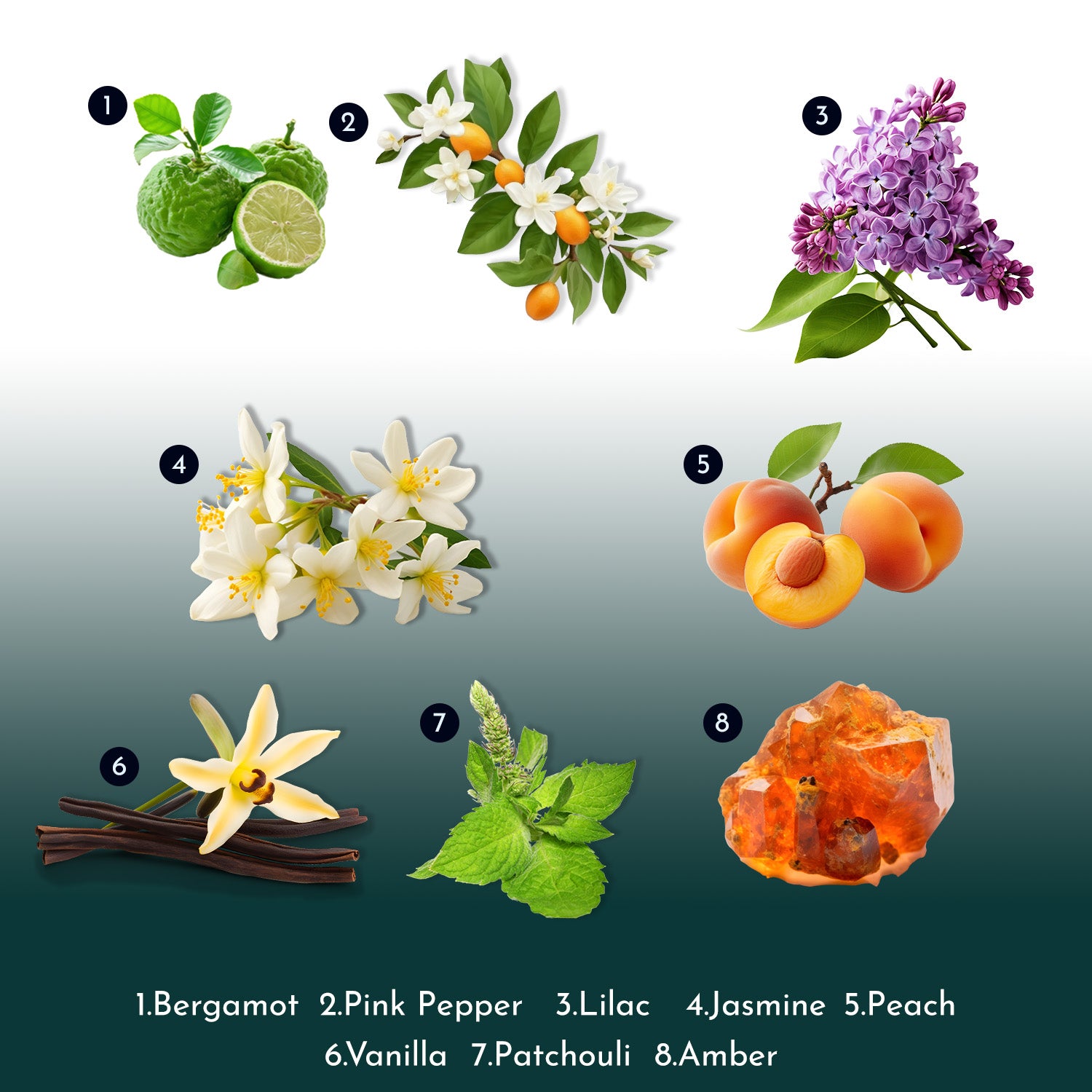 A collection of photos of natural ingredients used in a fragrance, named : Bergamot, Pink Pepper, Lilac, Jasmine, Peach, Vanilla, Patchouli, and Amber.